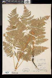 Pteridium aquilinum var. latiusculum image