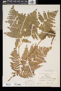 Pteridium aquilinum var. latiusculum image