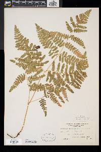 Pteridium aquilinum var. latiusculum image