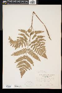 Pteridium aquilinum var. latiusculum image