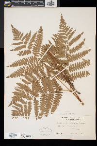 Pteridium aquilinum var. latiusculum image