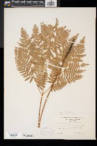 Pteridium aquilinum var. latiusculum image