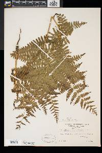 Pteridium aquilinum var. latiusculum image