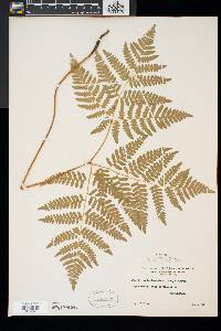 Pteridium aquilinum var. latiusculum image