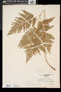 Pteridium aquilinum var. latiusculum image