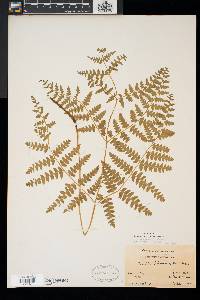 Pteridium aquilinum var. latiusculum image