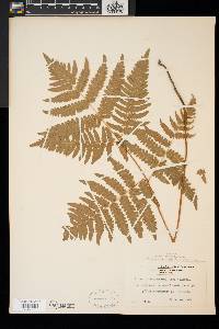 Pteridium aquilinum var. latiusculum image