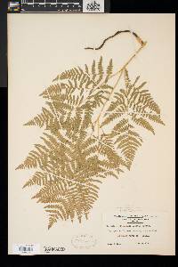 Pteridium aquilinum var. latiusculum image