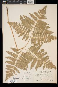 Pteridium aquilinum var. latiusculum image