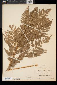 Pteridium aquilinum var. latiusculum image