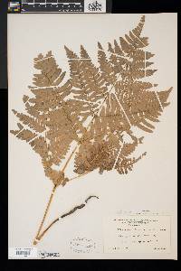 Pteridium aquilinum var. latiusculum image