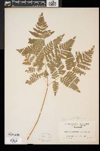 Pteridium aquilinum var. latiusculum image