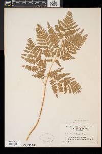 Pteridium aquilinum var. latiusculum image