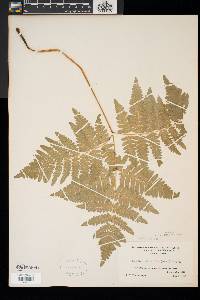 Pteridium aquilinum var. latiusculum image