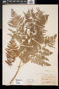 Pteridium aquilinum var. latiusculum image