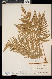 Pteridium aquilinum var. latiusculum image