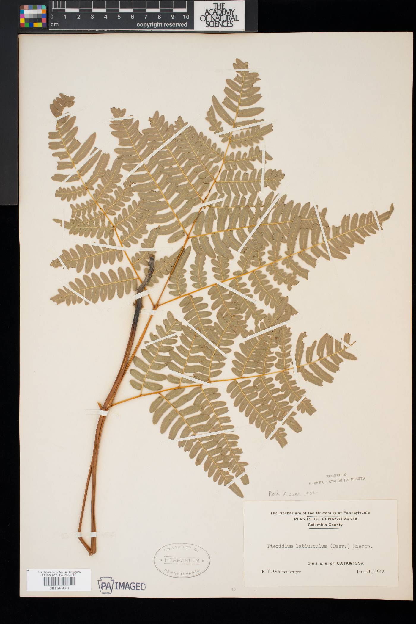 Pteridium aquilinum var. latiusculum image