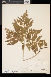 Pteridium aquilinum var. latiusculum image