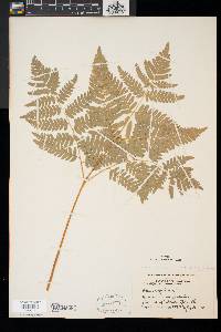 Pteridium aquilinum var. latiusculum image
