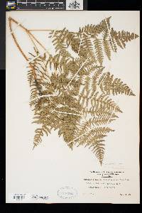 Pteridium aquilinum var. latiusculum image