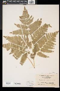 Pteridium aquilinum var. latiusculum image