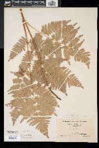 Pteridium aquilinum var. latiusculum image