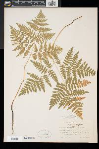 Pteridium aquilinum var. latiusculum image