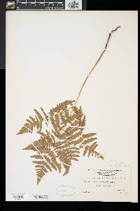 Pteridium aquilinum var. latiusculum image