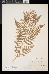 Pteridium aquilinum var. latiusculum image