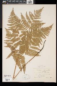 Pteridium aquilinum var. latiusculum image