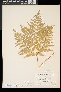 Pteridium aquilinum var. latiusculum image