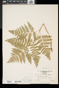 Pteridium aquilinum var. latiusculum image