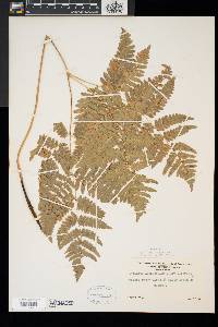 Pteridium aquilinum var. latiusculum image