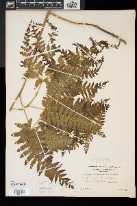 Pteridium aquilinum var. latiusculum image