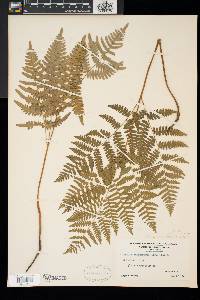 Pteridium aquilinum var. latiusculum image