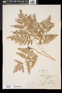 Pteridium aquilinum var. latiusculum image