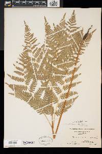 Pteridium aquilinum var. latiusculum image