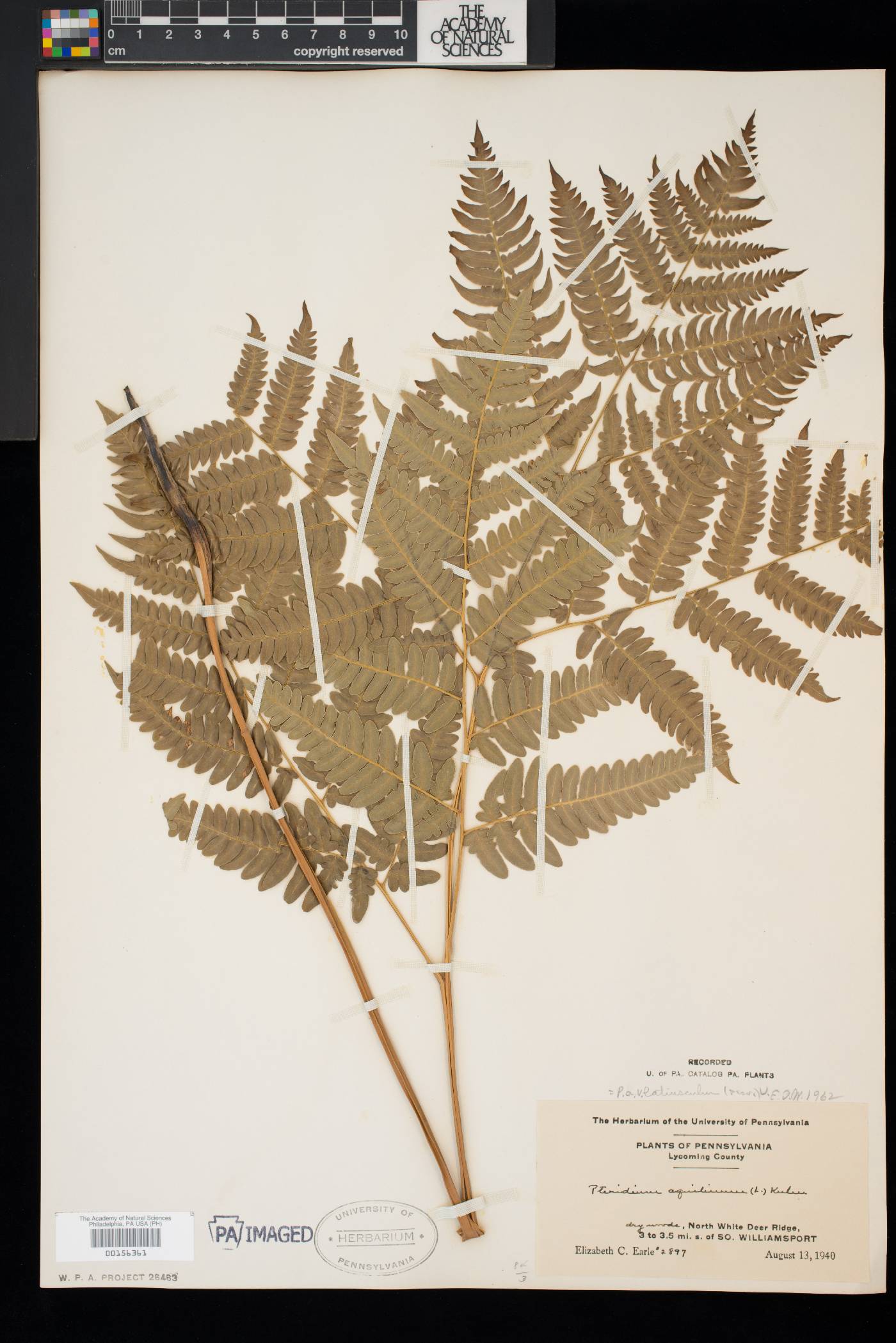 Pteridium aquilinum var. latiusculum image