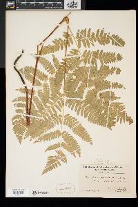 Pteridium aquilinum var. latiusculum image