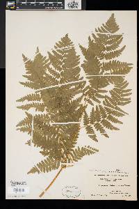 Pteridium aquilinum var. latiusculum image