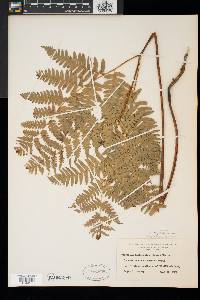 Pteridium aquilinum var. latiusculum image