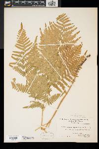 Pteridium aquilinum var. latiusculum image