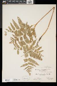 Pteridium aquilinum var. latiusculum image