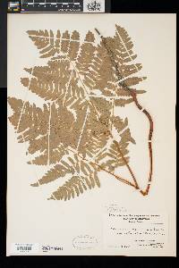 Pteridium aquilinum var. latiusculum image