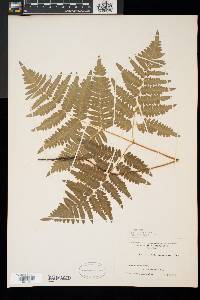 Pteridium aquilinum var. latiusculum image