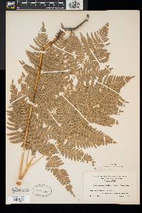 Pteridium aquilinum var. latiusculum image