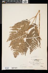 Pteridium aquilinum var. latiusculum image