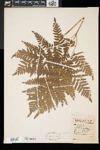 Pteridium aquilinum var. latiusculum image