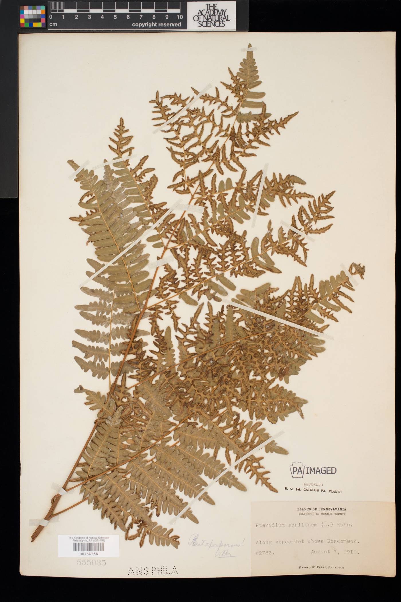 Pteridium aquilinum subsp. latiusculum image