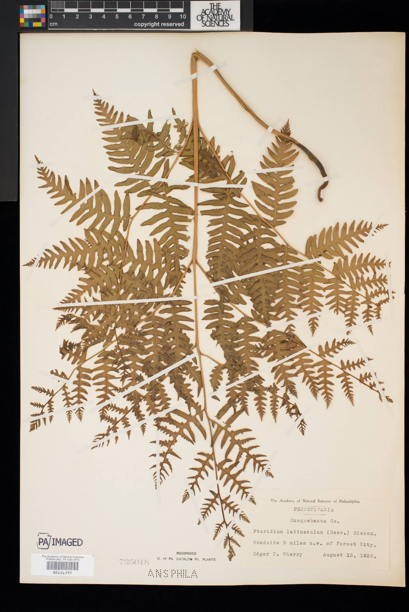 Pteridium aquilinum subsp. latiusculum image